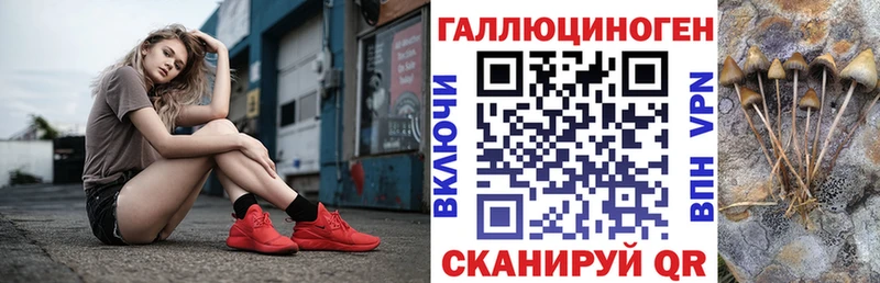 блэк спрут зеркало  Холм  Галлюциногенные грибы Psilocybe 